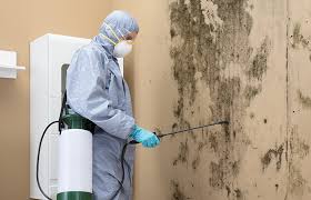 Reliable Black River, NY Mold Inspection Solutions